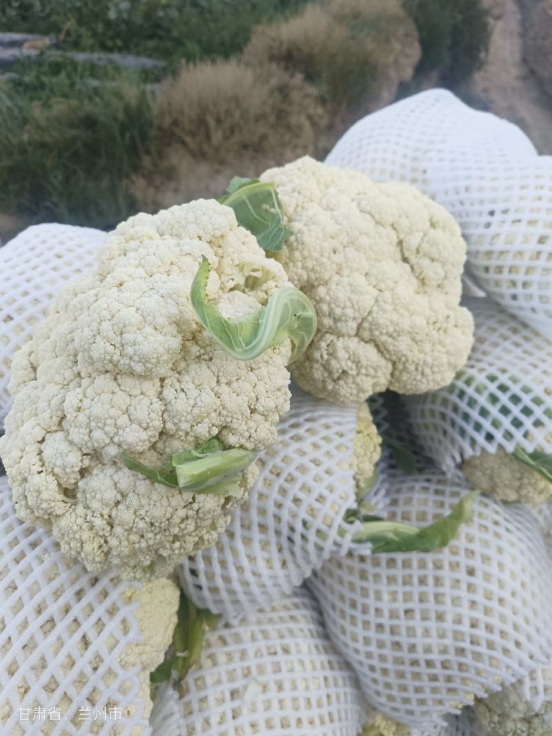有机花大量上市