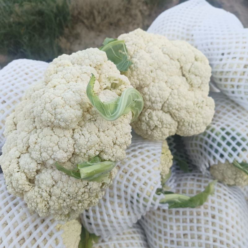 有机花大量上市