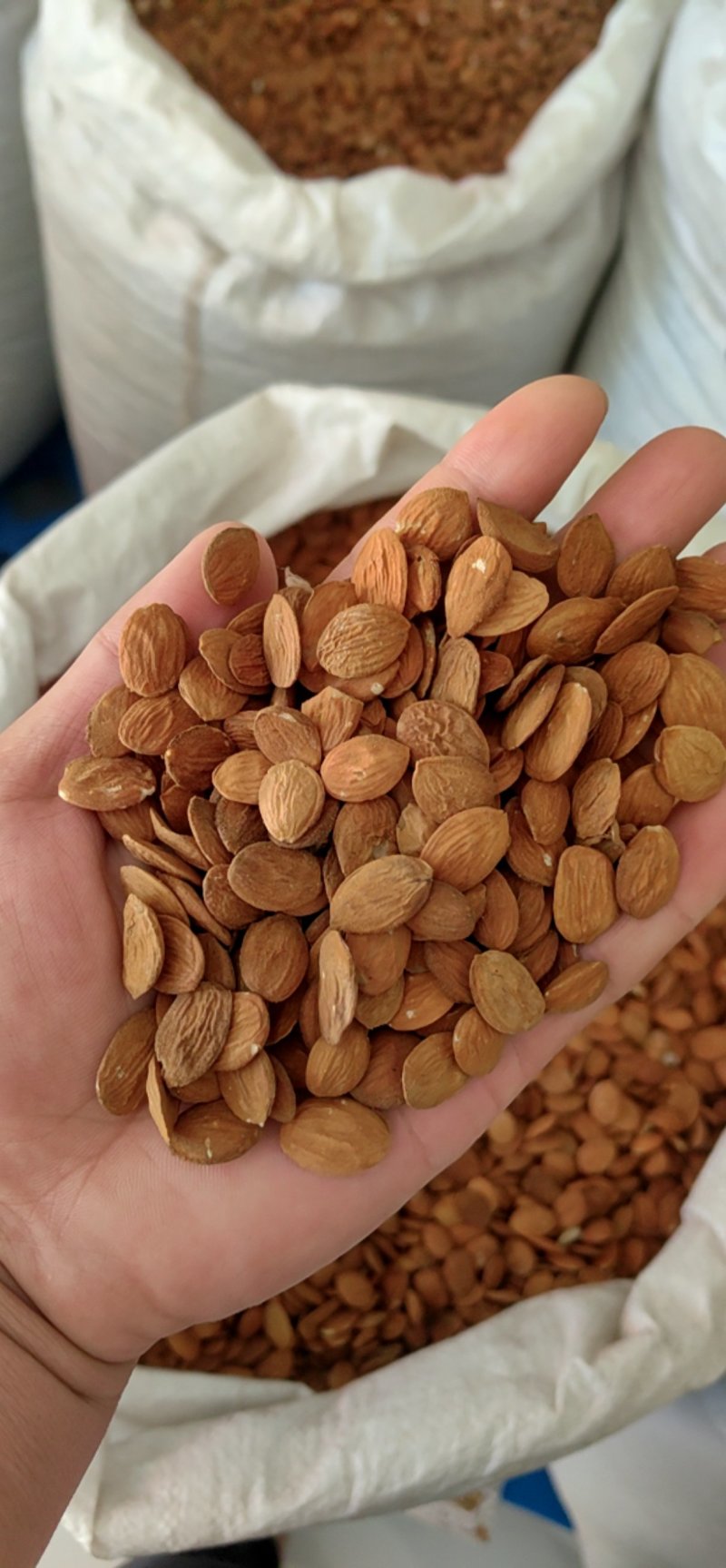 桃仁，家桃仁，带皮桃仁，去皮桃仁，中药材批发，