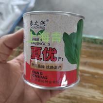 上海青小白菜种子抗病耐高温耐湿直立性强口感好25天上市