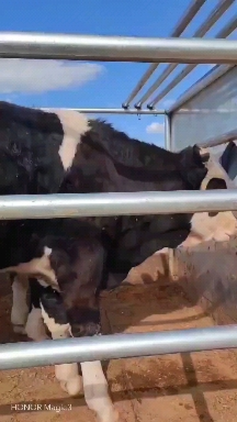 活牛