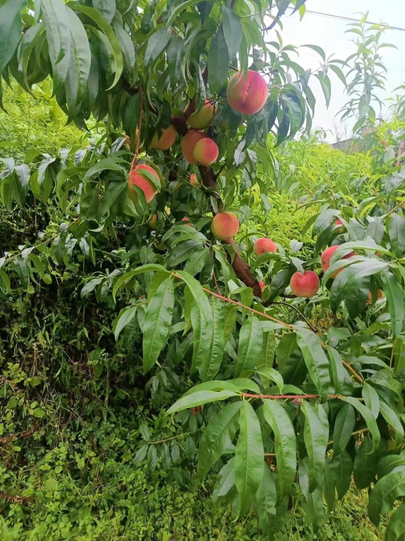 艳红桃