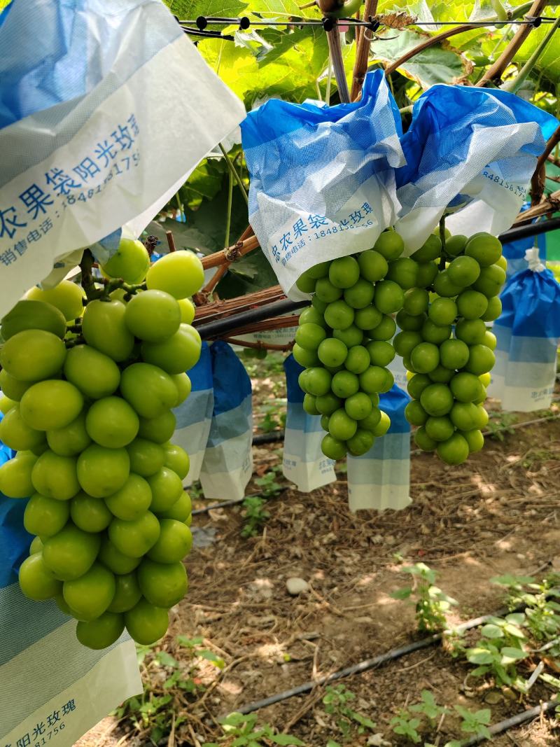 西昌阳光玫瑰