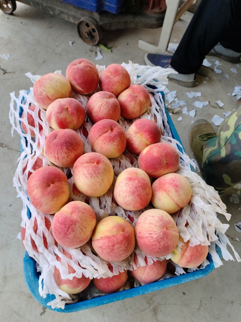 水蜜桃绿化久水蜜桃红岗山产地一首货源大量现货