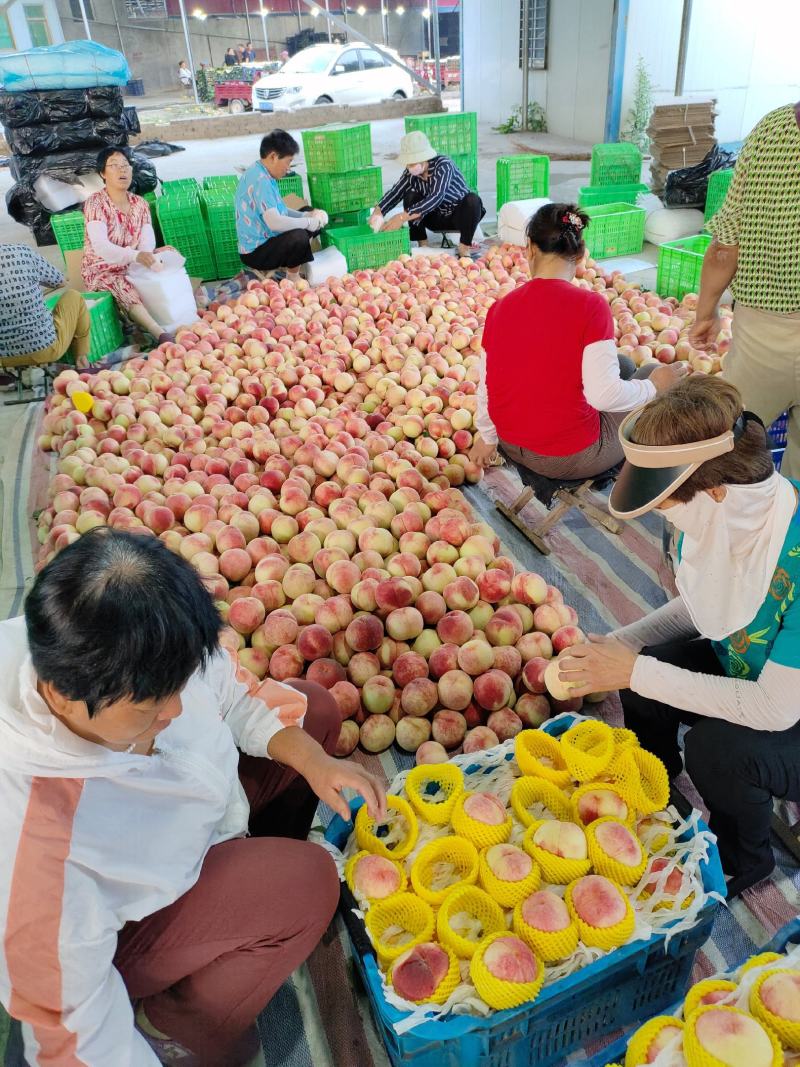 水蜜桃绿化久水蜜桃红岗山产地一首货源大量现货