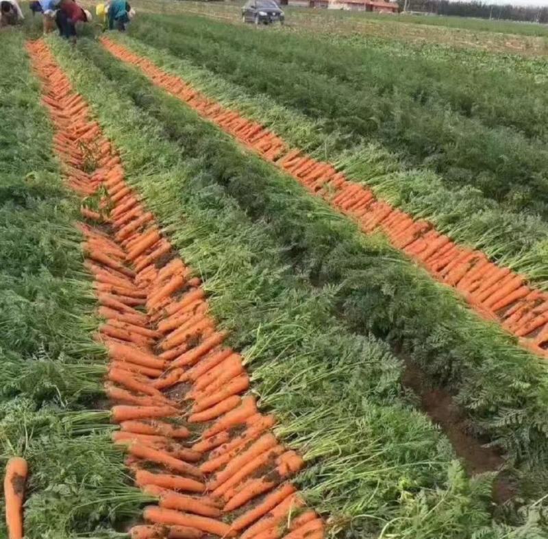 陕北胡萝卜大量上市，欢迎合地老板前来采购，诚信交易