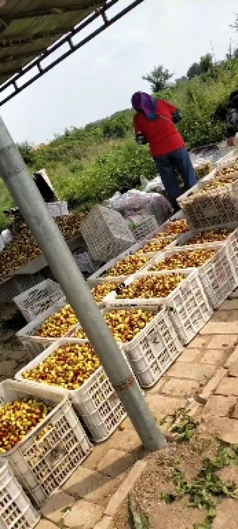 马牙枣大量上市，果实饱满，皮薄多汁，口感脆甜，