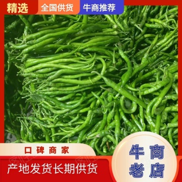 精品鲜辣椒线椒量大从优商丘产地发货一条龙服务电联
