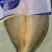 黄鱼鲞