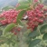 【优质】汉源花椒娃娃椒贡椒鲜花椒批发代发一手货源价格优惠