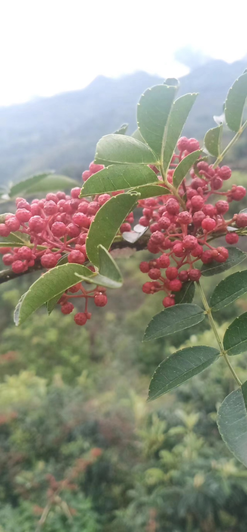 【优质】汉源花椒娃娃椒贡椒鲜花椒批发代发一手货源价格优惠