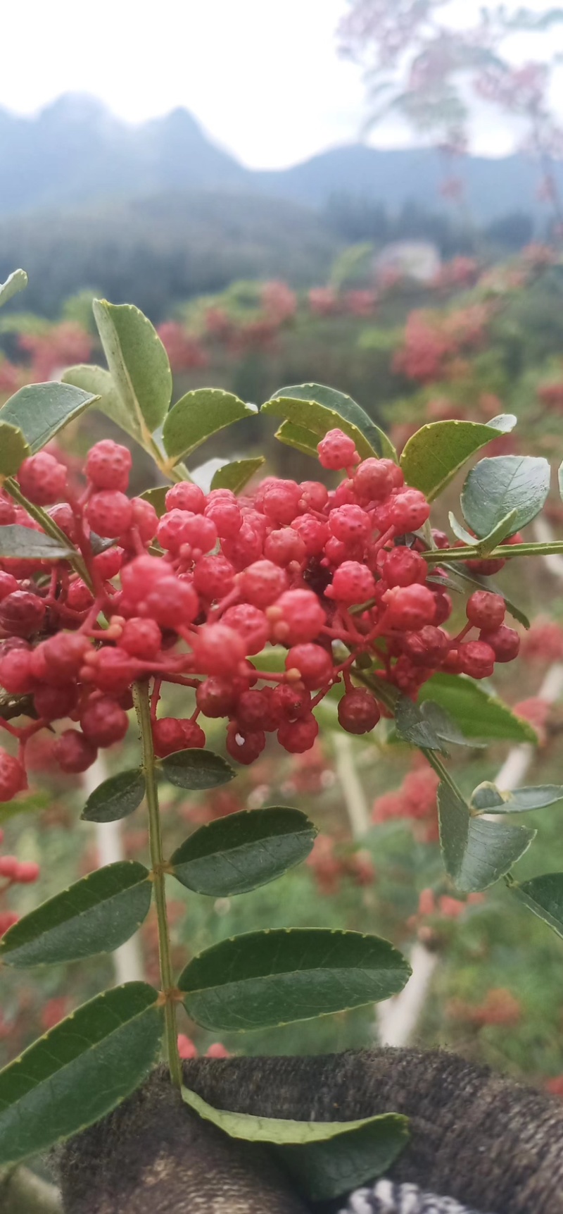 【优质】汉源花椒娃娃椒贡椒鲜花椒批发代发一手货源价格优惠