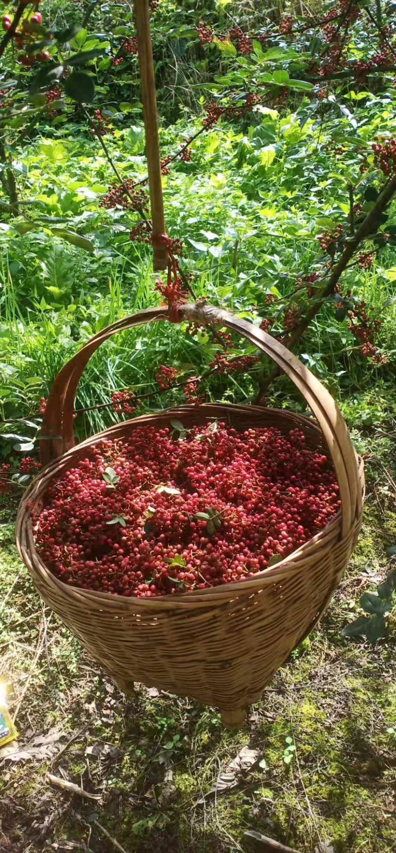 【优质】汉源花椒娃娃椒贡椒鲜花椒批发代发一手货源价格优惠