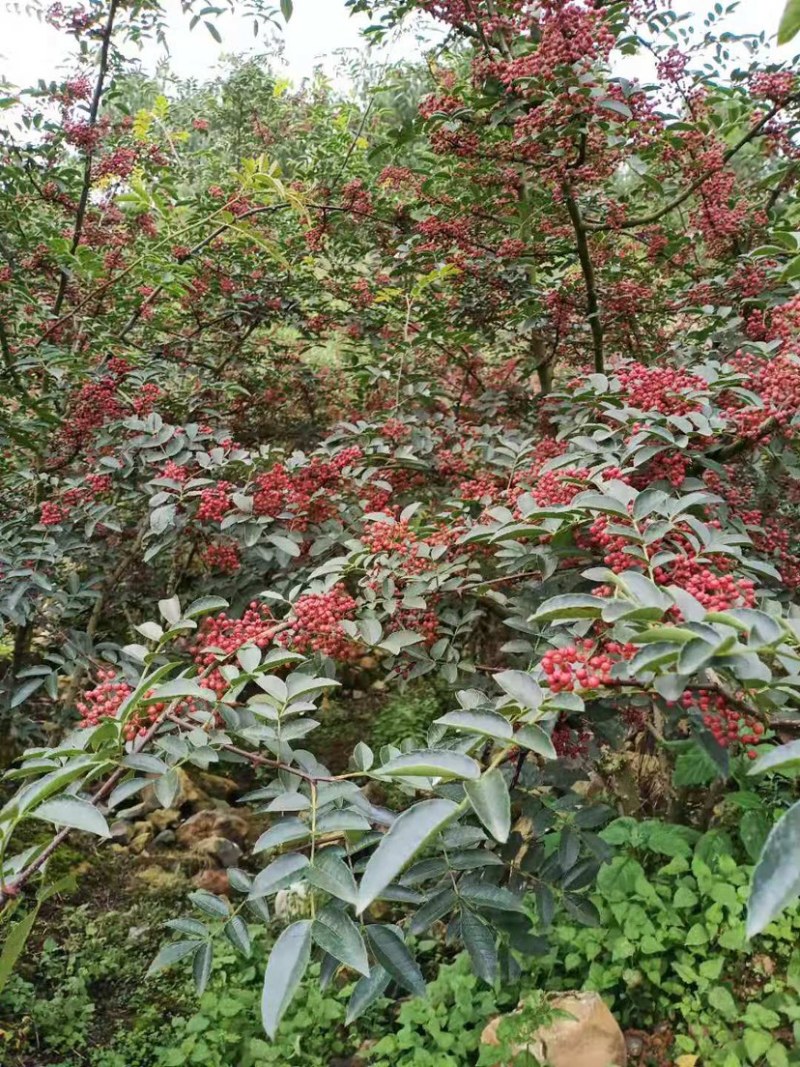 【优质】汉源花椒娃娃椒贡椒鲜花椒批发代发一手货源价格优惠