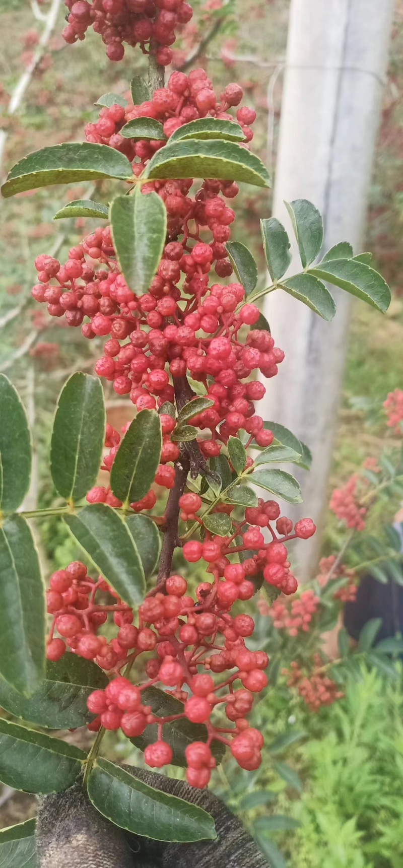 【优质】汉源花椒娃娃椒贡椒鲜花椒批发代发一手货源价格优惠
