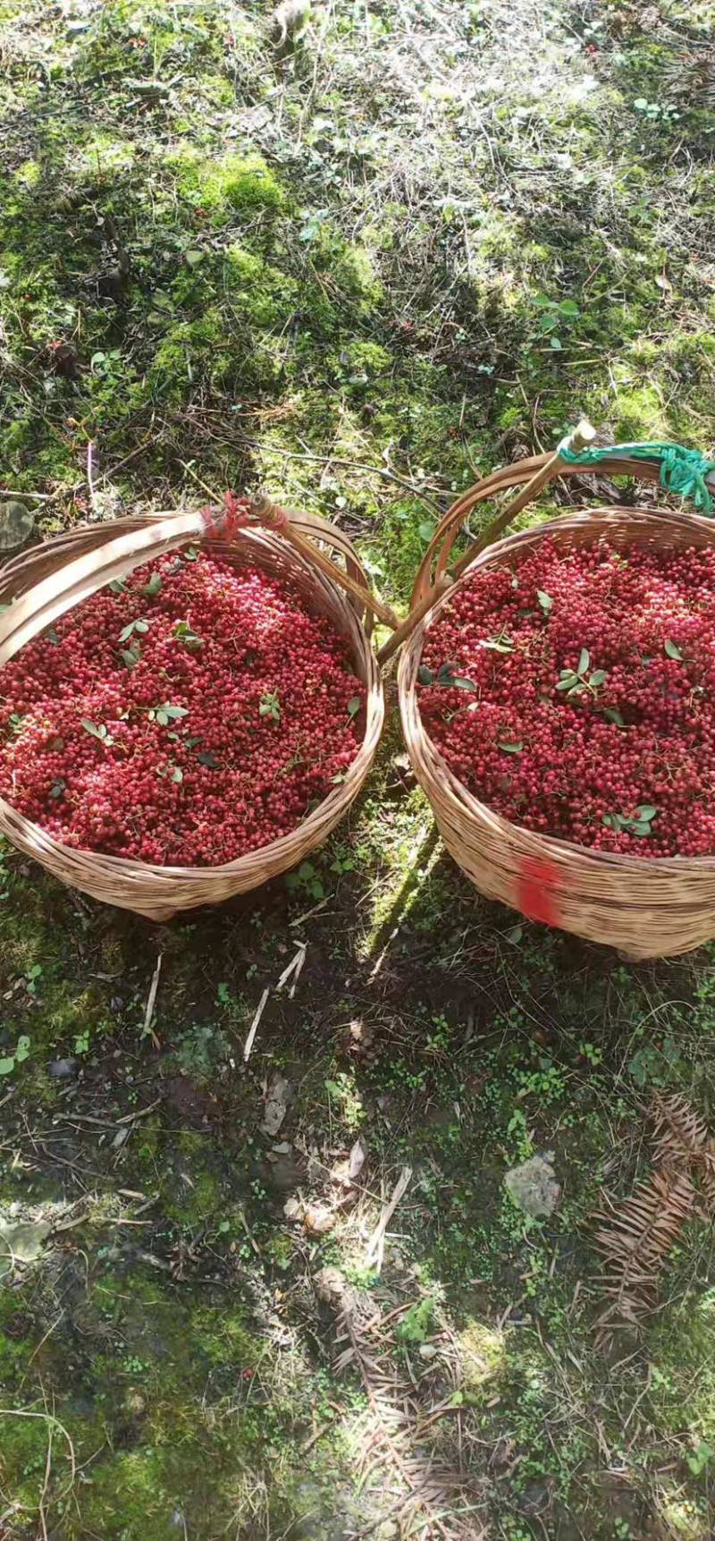 【优质】汉源花椒娃娃椒贡椒鲜花椒批发代发一手货源价格优惠