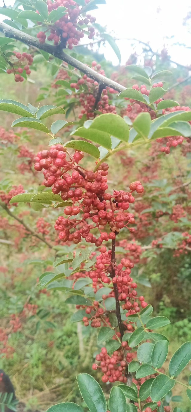 【优质】汉源花椒娃娃椒贡椒鲜花椒批发代发一手货源价格优惠