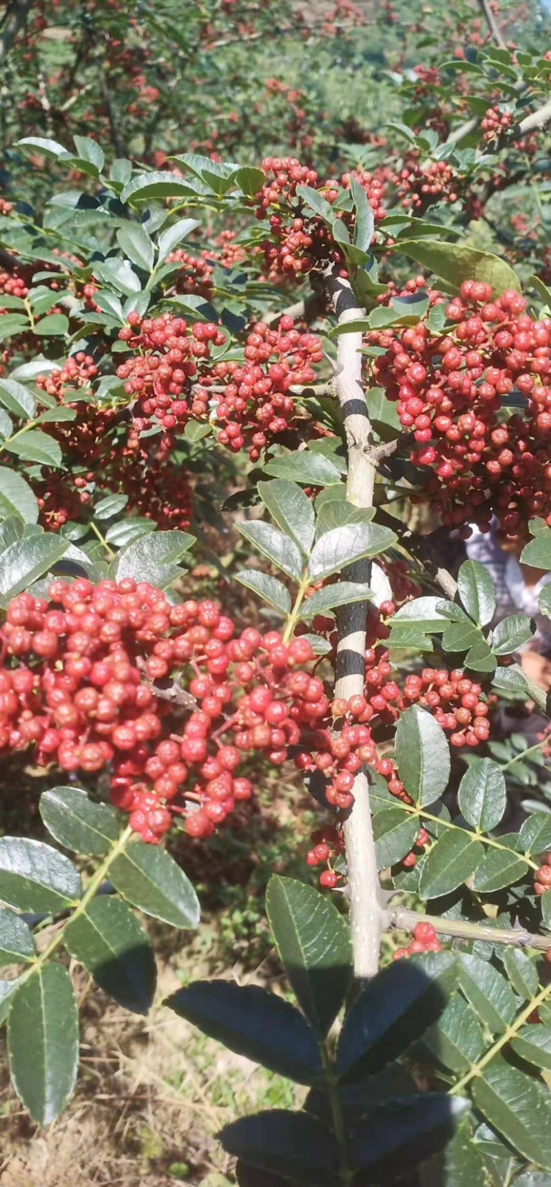 【优质】汉源花椒娃娃椒贡椒鲜花椒批发代发一手货源价格优惠