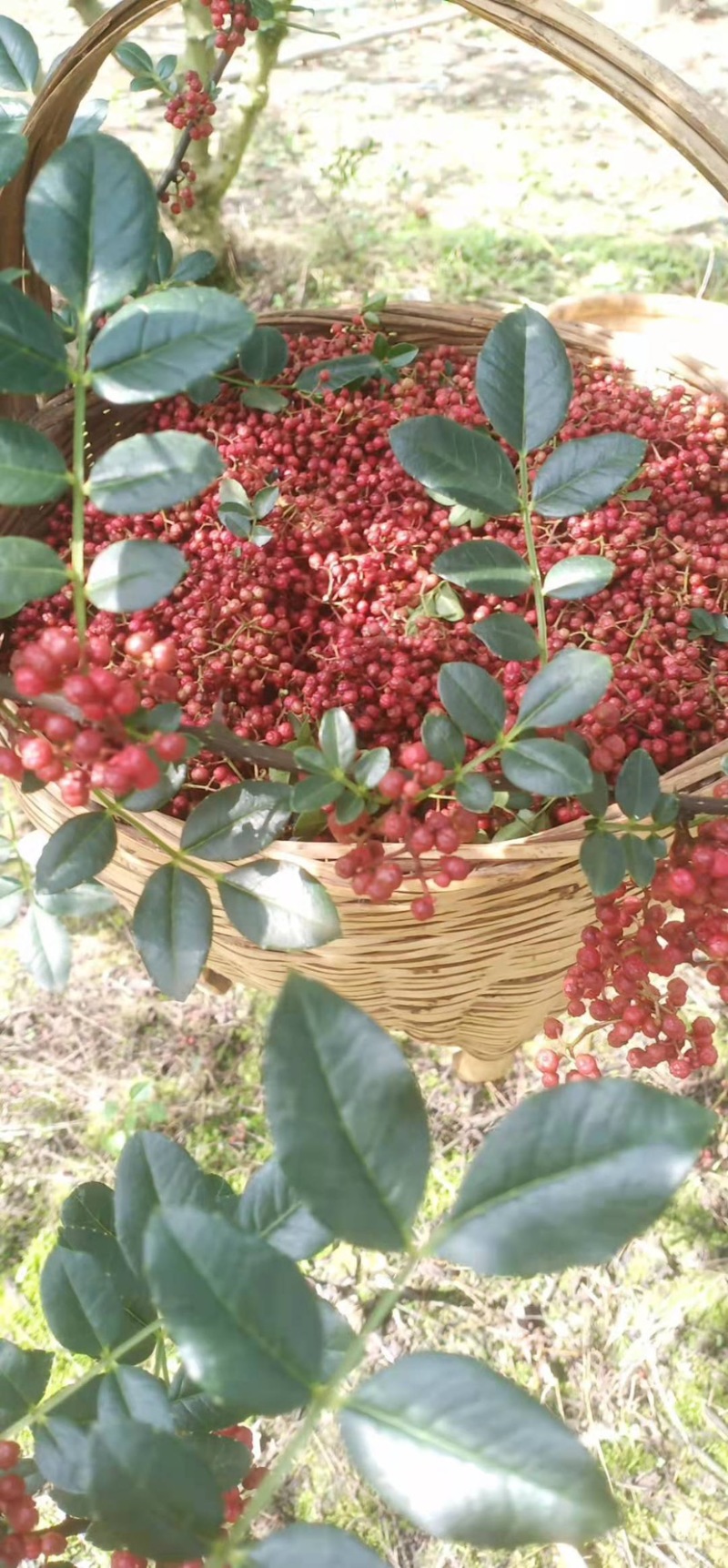 【优质】汉源花椒娃娃椒贡椒鲜花椒批发代发一手货源价格优惠
