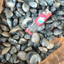 广东蛤蜊，花蛤，花甲螺，海螺鲜活水产大量供应，基地直发