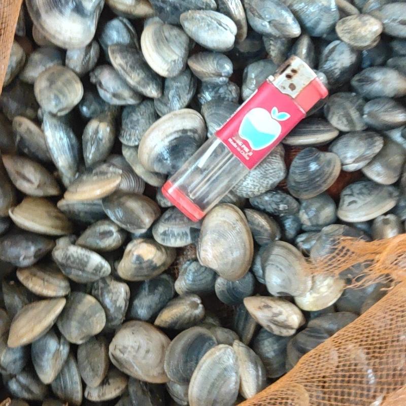 广东蛤蜊，花蛤，花甲螺，海螺鲜活水产大量供应，基地直发