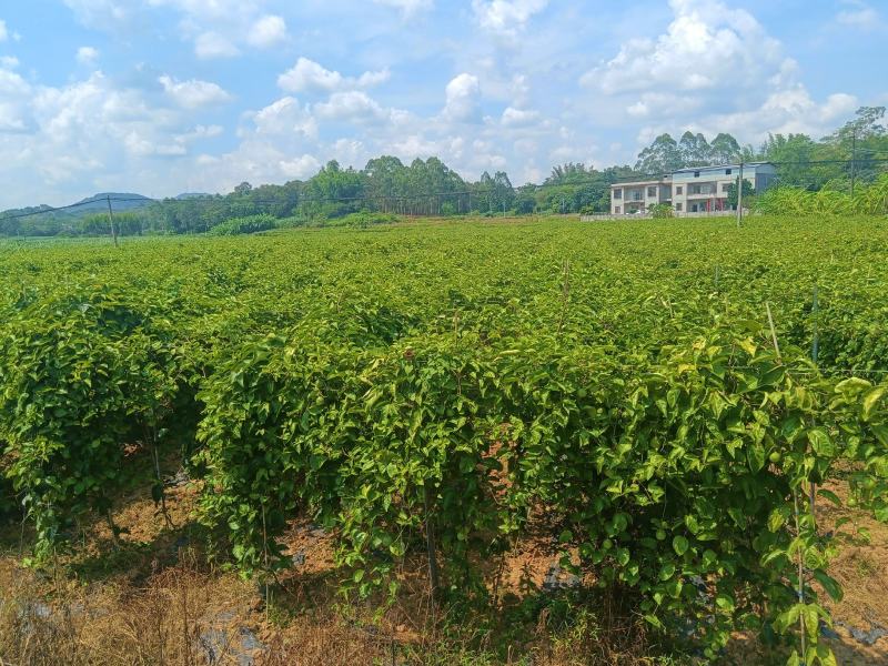 灵山钦密9号产地直供全国发货欢迎采购量大从优支持视频看货