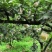 重庆市永川区黄瓜山的黄花梨