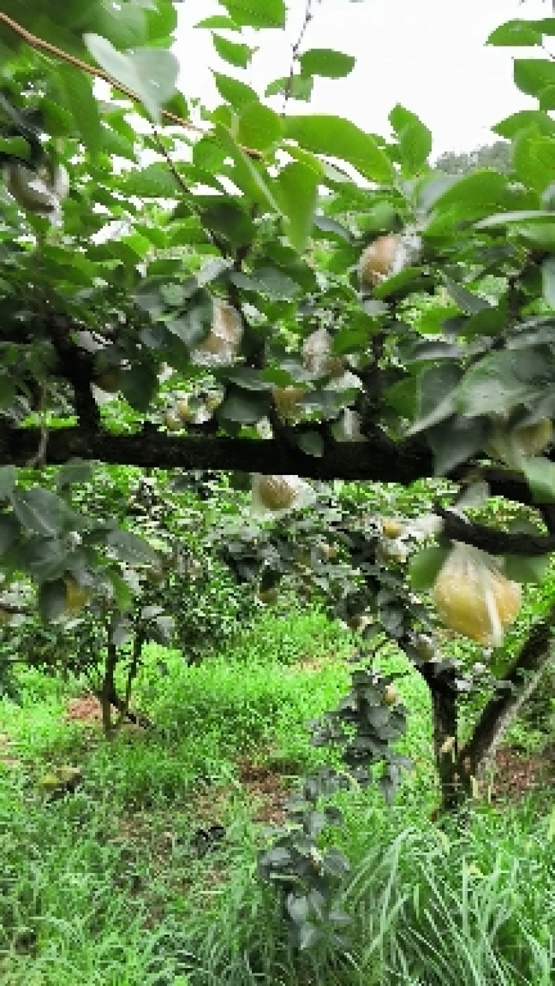 重庆市永川区黄瓜山的黄花梨