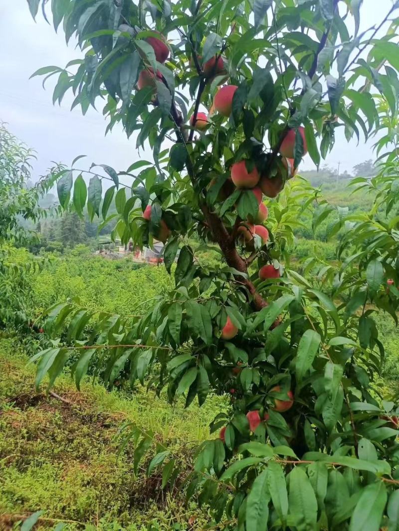 大量批发零售艳红桃天脉百亩桃园欢迎您来