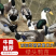 【大绿头鸭苗厂家直销】,白货对版,包预防,包运费,包存活