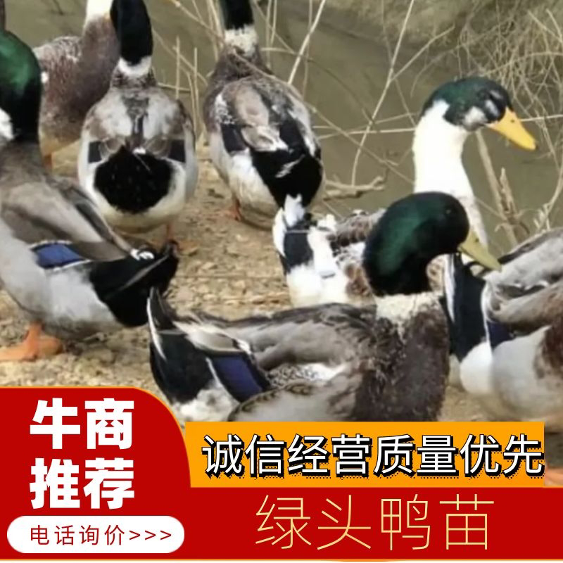 【大绿头鸭苗厂家直销】，白货对版，包预防，包运费，包存活