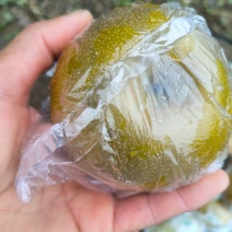 重庆市永川区黄瓜山的黄花梨
