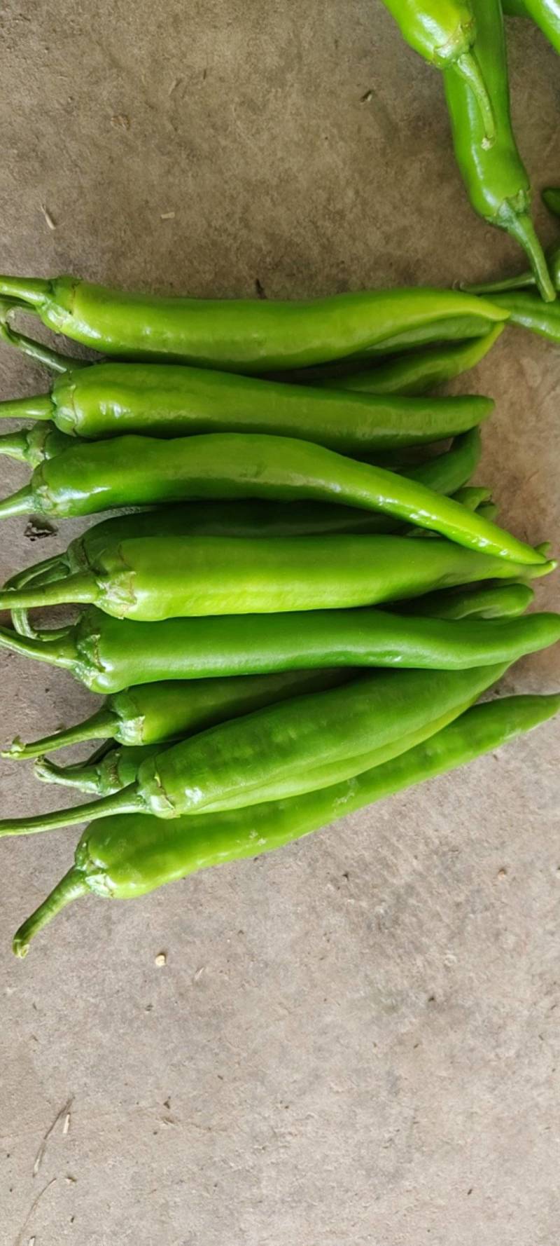 精品青椒牛角椒大量上市，基地直供，欢迎咨询