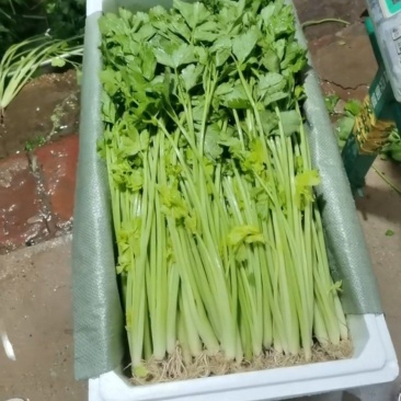 云南精品芹菜，小水芹，中芹，土芹长年有货