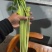 云南精品芹菜，小水芹，中芹，土芹长年有货