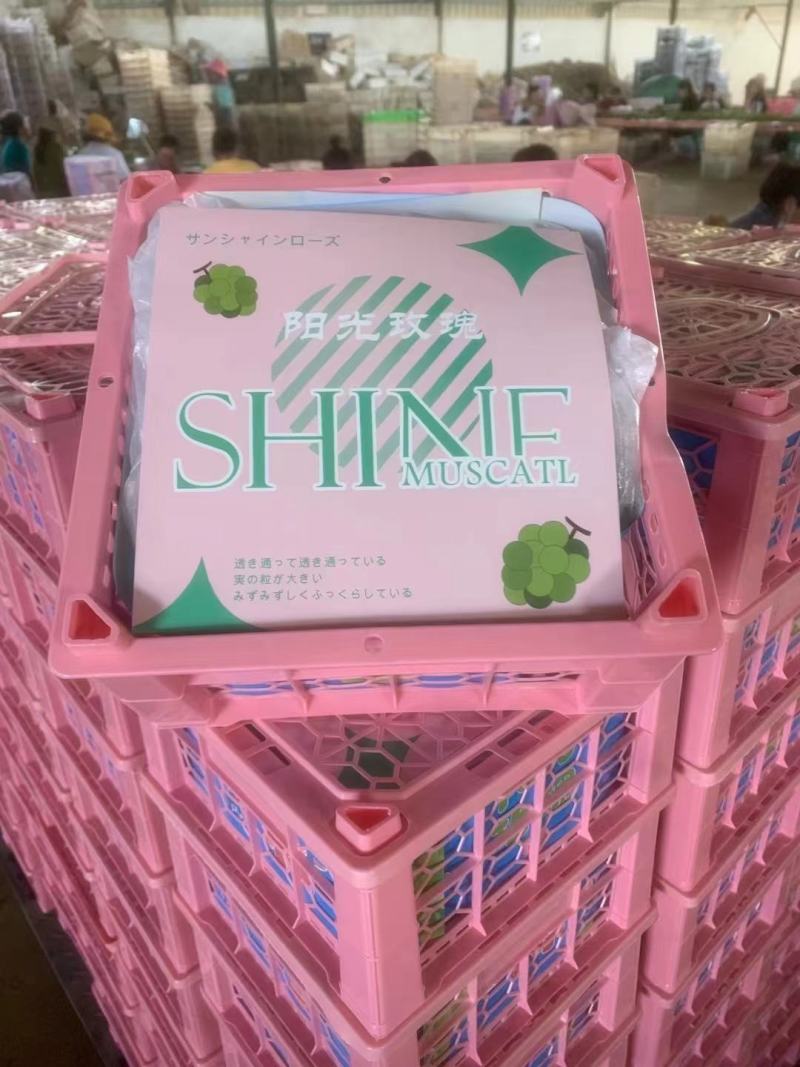 阳光玫瑰葡萄大量上市电商平台对接市场对接一件代发等