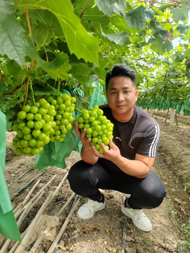 阳光玫瑰葡萄大量上市电商平台对接市场对接一件代发等