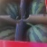 《精品推荐》山西美都西瓜，大量上市，量大从优，口感脆甜