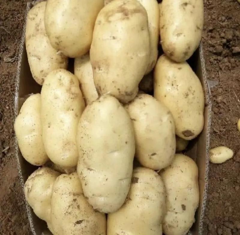 土豆，山东荷兰土豆，黄心无虫眼无青头沙土地种植供应全国