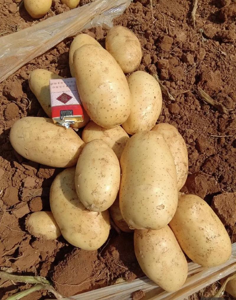 土豆，山东荷兰土豆，黄心无虫眼无青头沙土地种植供应全国