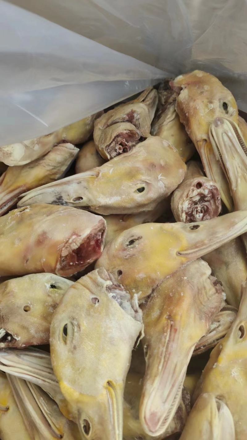 带舌填鸭头