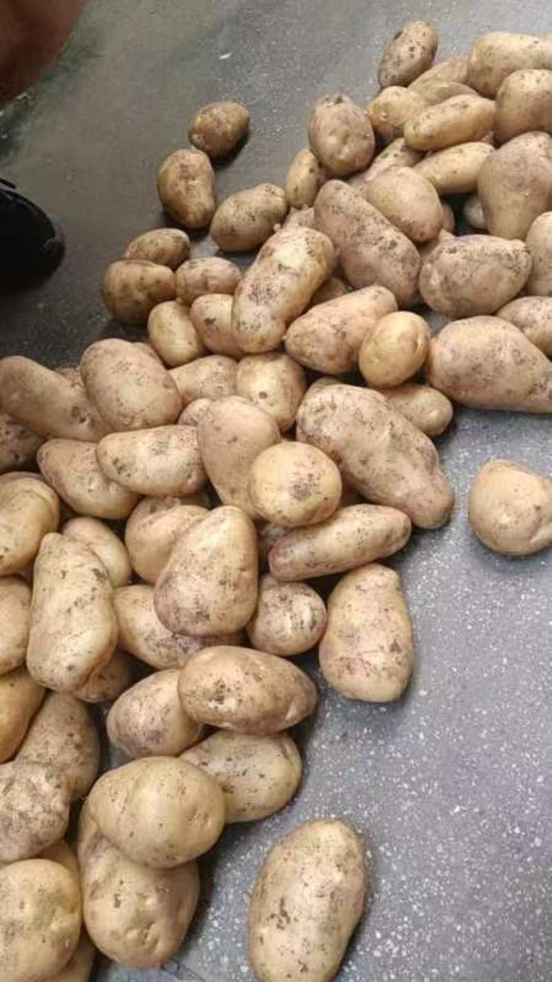 滕州新土豆大量上市沃土V7土豆品种齐全品质好产地直发
