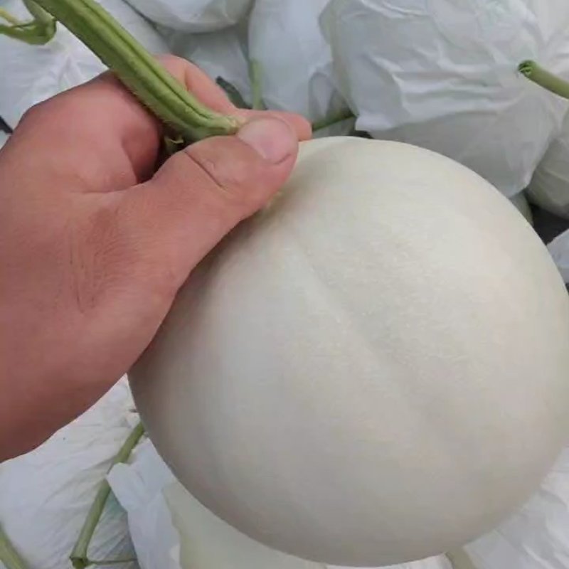 精品玉菇