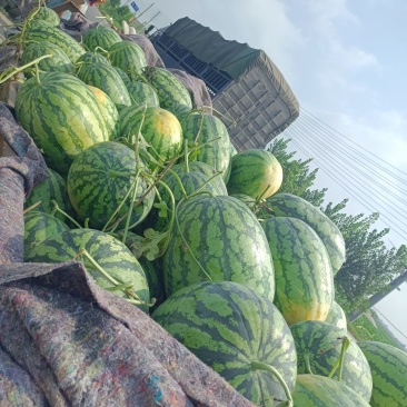 刚开园头茬新机遇大西瓜