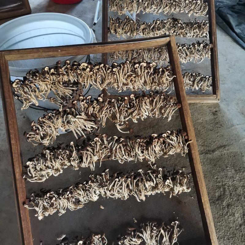 江西土特产茶树菇食用菌干货大量供应保质保量欢迎来电