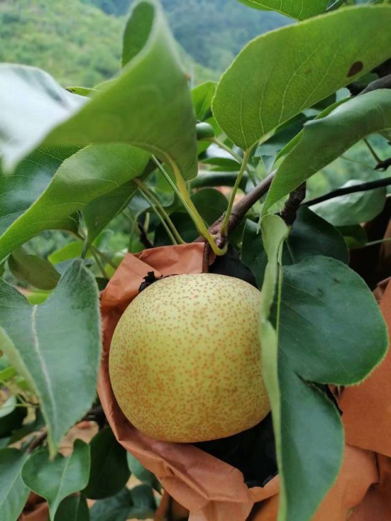 翠冠梨，黄花梨，桂花梨，香梨，水晶梨，广西梨子，