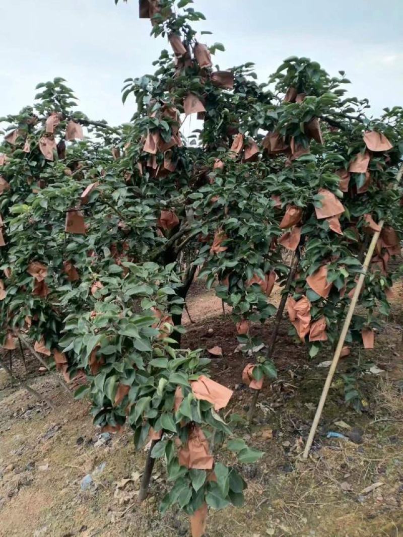 翠冠梨，黄花梨，桂花梨，香梨，水晶梨，广西梨子，