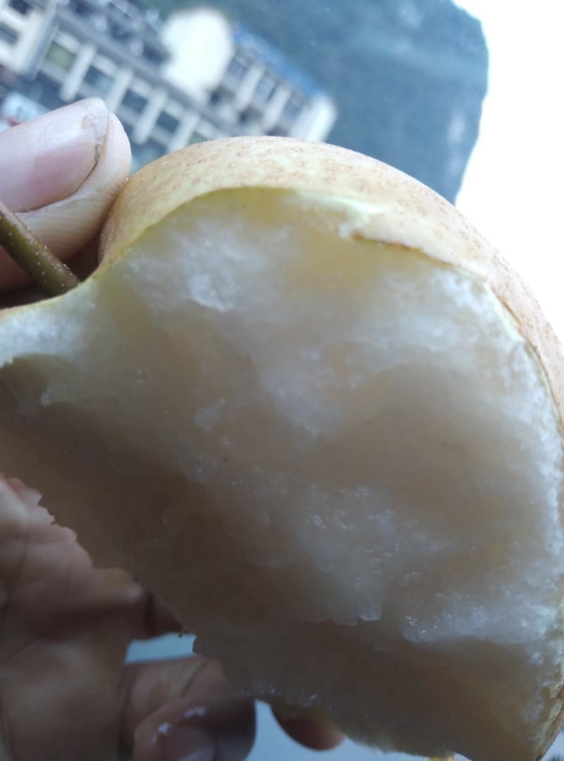 翠冠梨，黄花梨，桂花梨，香梨，水晶梨，广西梨子，