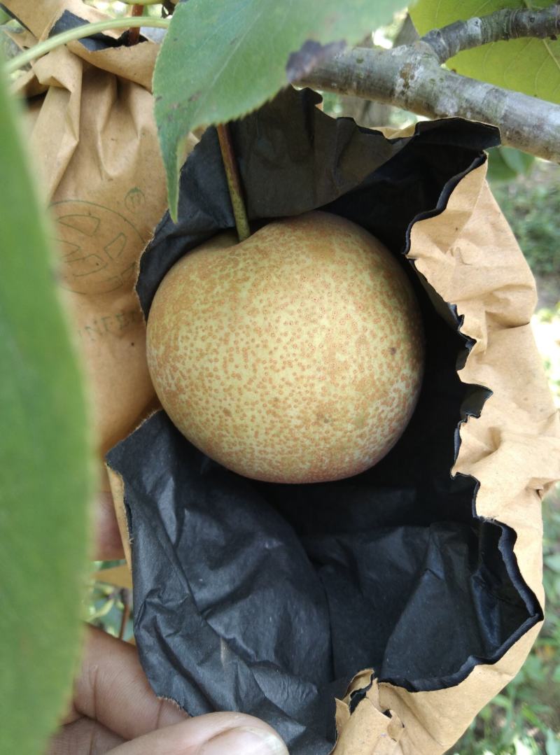 翠冠梨，黄花梨，桂花梨，香梨，水晶梨，广西梨子，