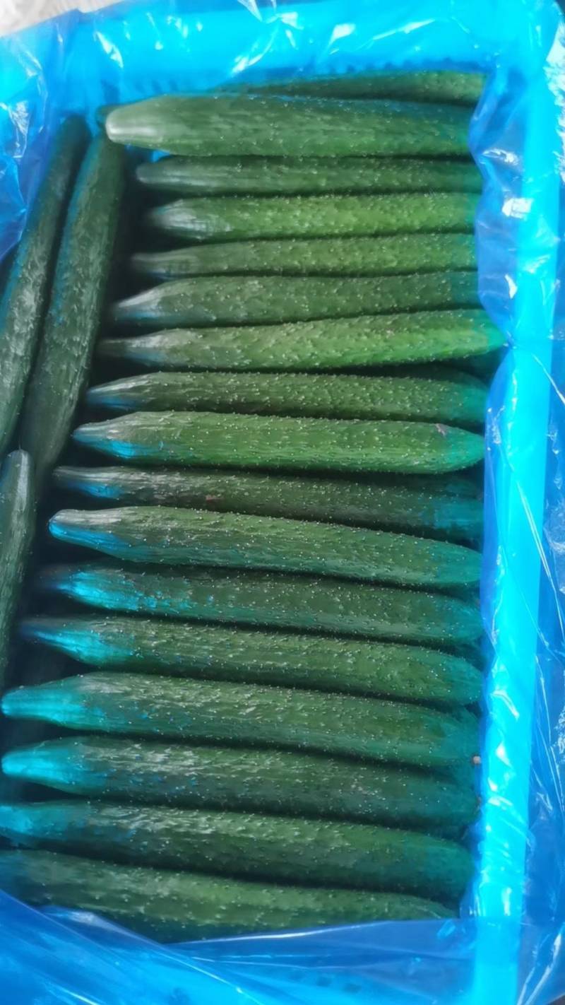 黄瓜